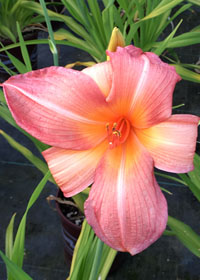 Hemerocallis 'Hot Toddy'